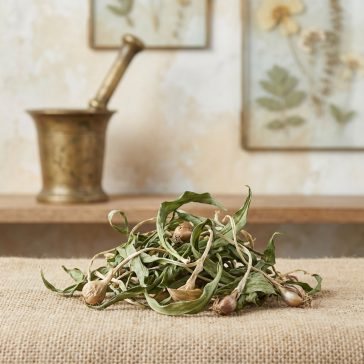 Bärenzwiebel - Blatt 10g